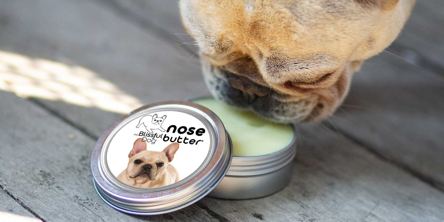 French Bulldog dry nose help